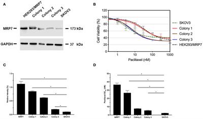 Establishment and Characterization of a Novel Multidrug Resistant Human Ovarian Cancer Cell Line With Heterogenous MRP7 Overexpression